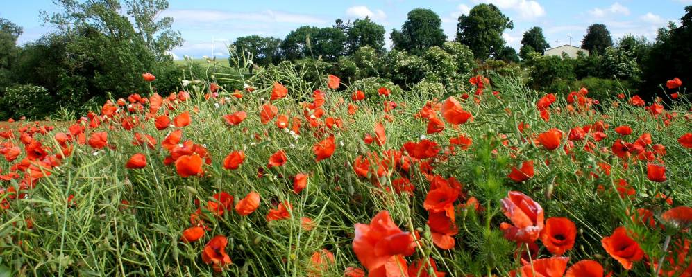 
            Фотография Freimersheim