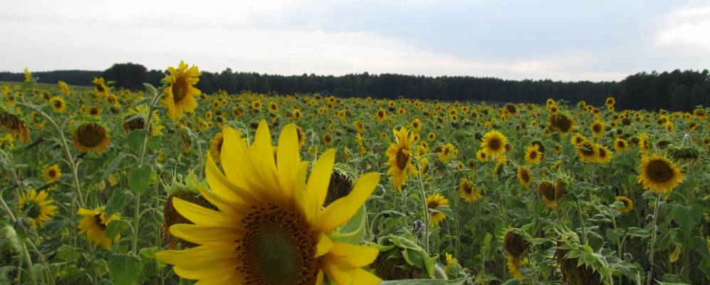 
            Фотография Залютье