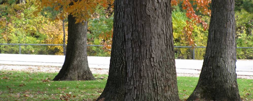 
            Фотография Волкотта