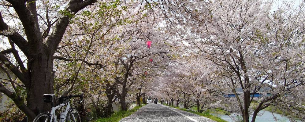 
            Фотография Ибары