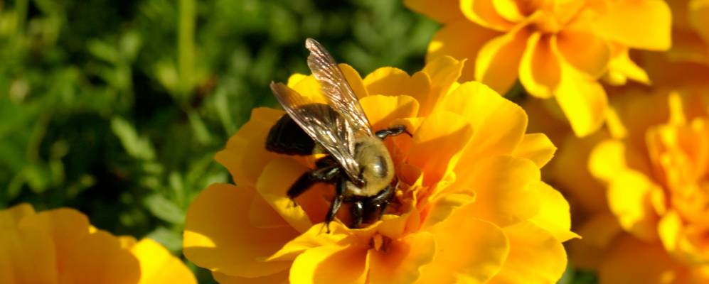 Фотография Royville