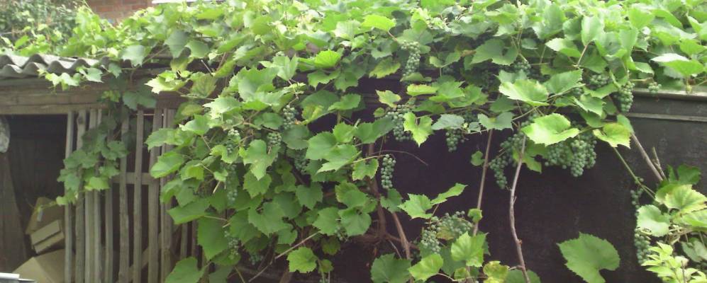 Фотография Ниновки