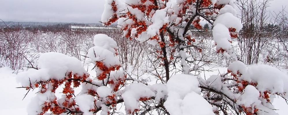 
            Фотография Межозёрного