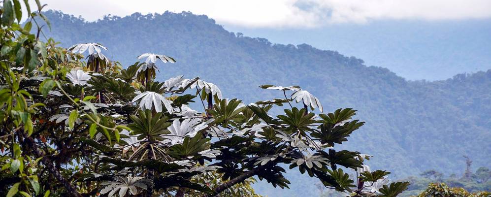 
            Фотография Тандайяпы