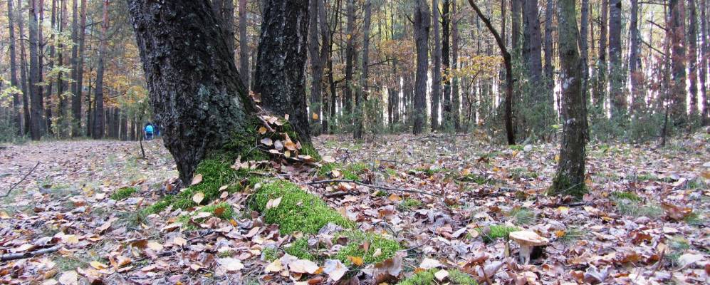 
            Фотография Посёлка Криваля