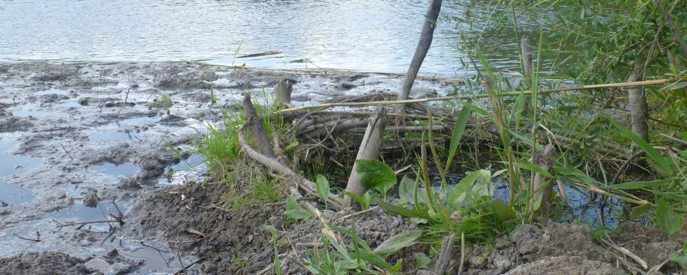 
            Фотография Песчанки