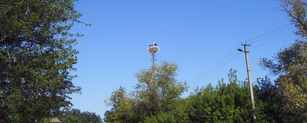 
            Фотография Добриньки