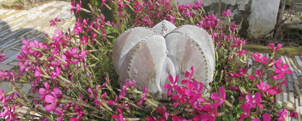 Фотография Сантаельи