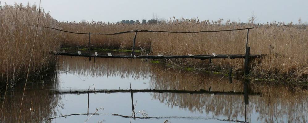 
            Фотография Гривды