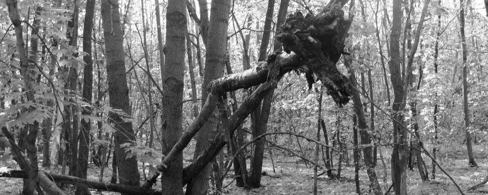 
            Фотография Новоукраинки