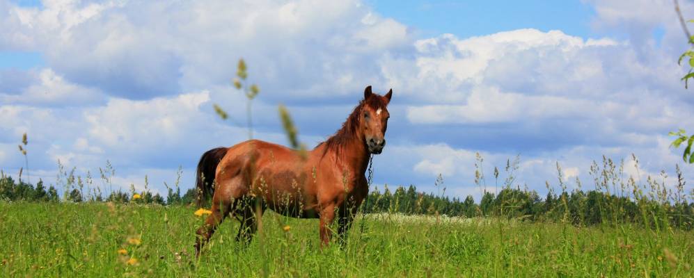 
            Фотография Гнилкино