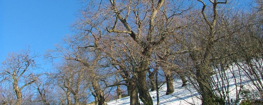 
            Фотография Фонтанеличе