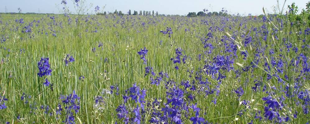 
            Фотография Волковки