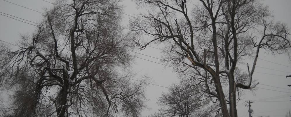 
            Фотография Минонка