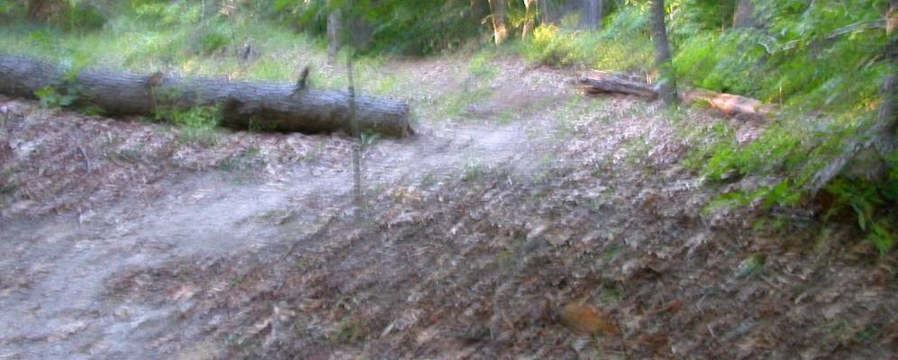 
            Фотография Веноны