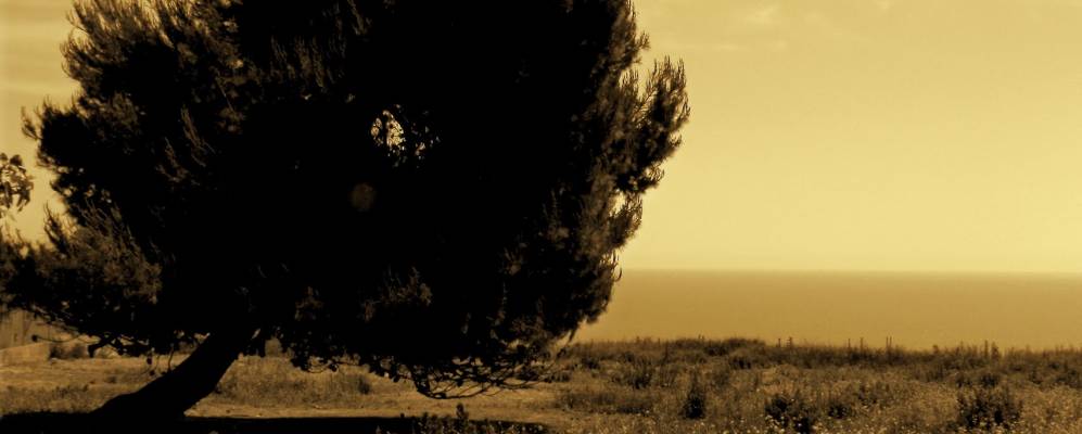 
            Фотография Педазо