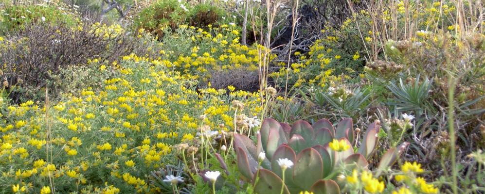 
            Фотография Фуенкальенте де ла Пальмы