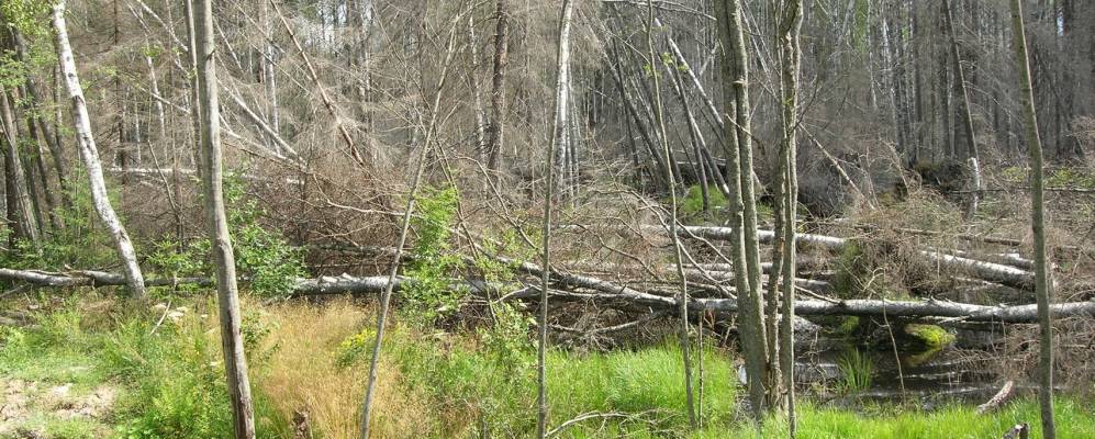 
            Фотография Чеканово