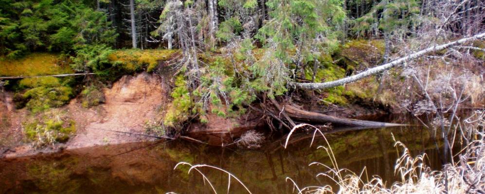 
            Фотография Коневки