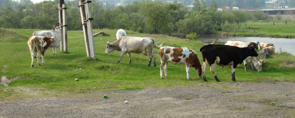 
            Фотография Невона