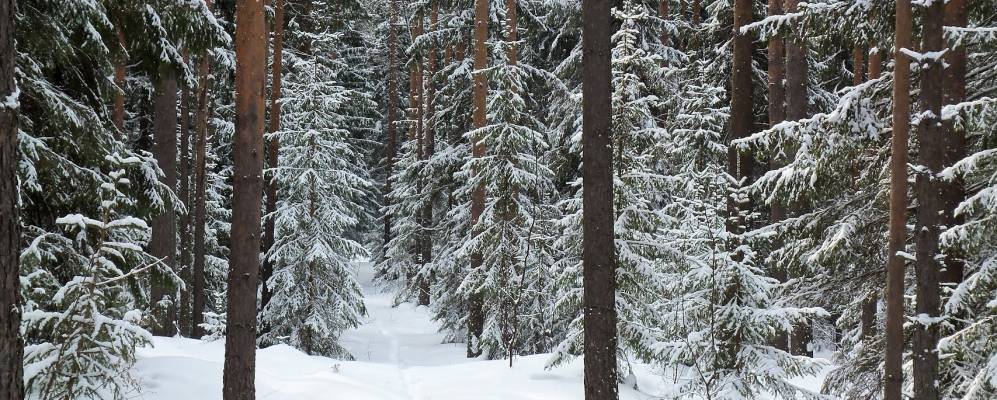 Фотография Суворовых