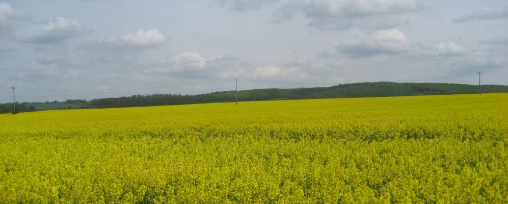 
            Фотография Пампова