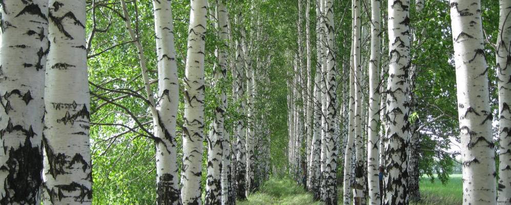 
            Фотография Беломестной Криуши