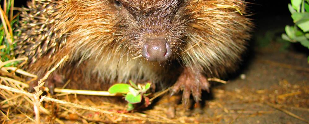 Фотография Любашевки