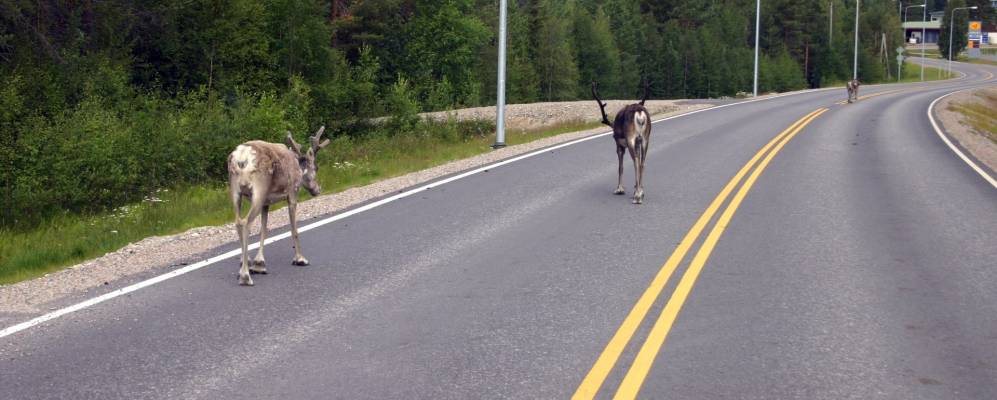 
            Фотография Посио