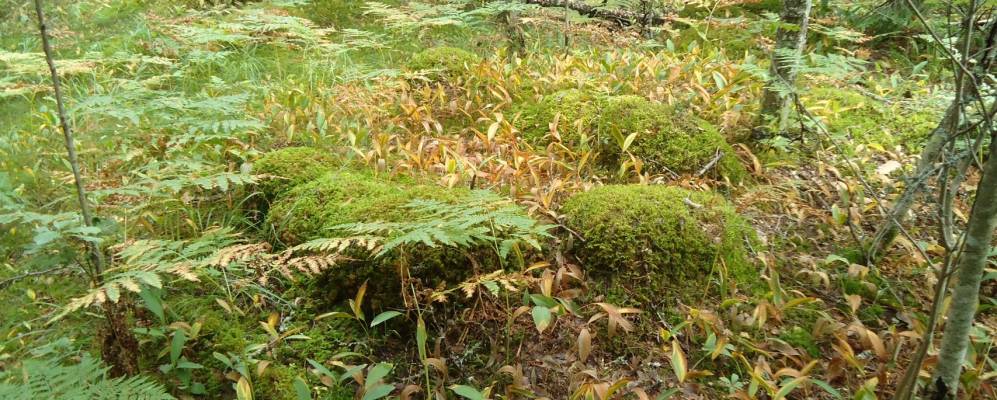 Фотография Дуброшкино