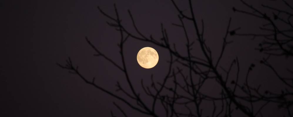 
            Фотография Гончарки