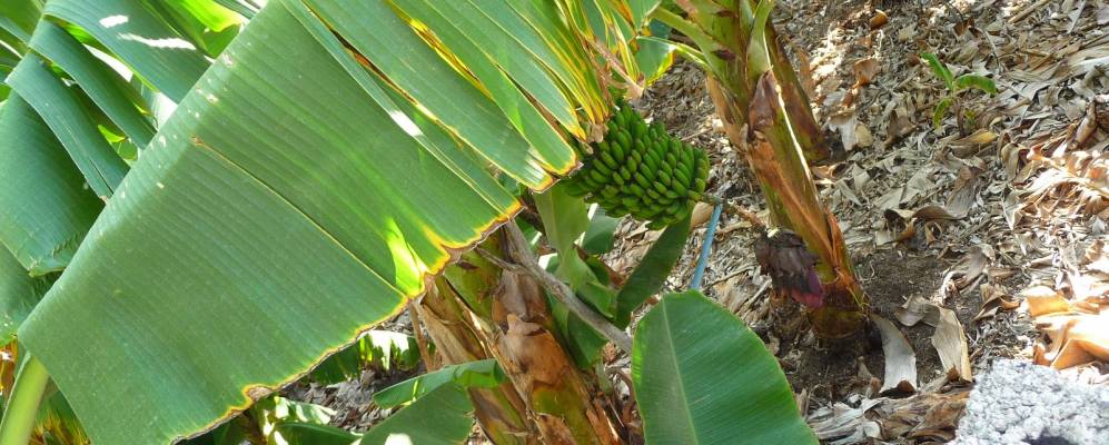 
            Фотография Лас Розаса