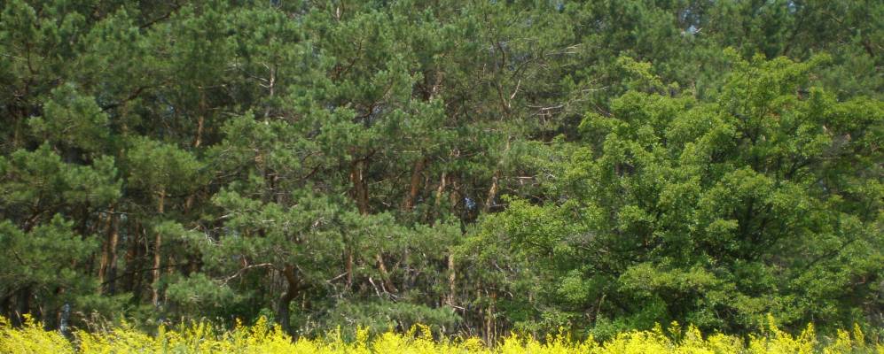 
            Фотография Новоселовки