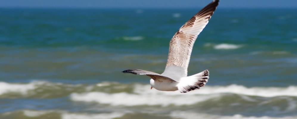 
            Фотография Уистреама