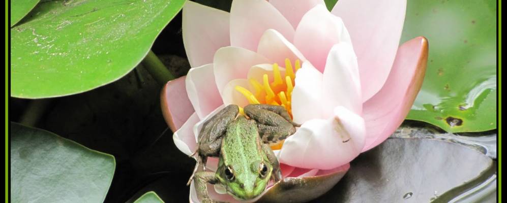 
            Фотография Бэиле-Олэнешти