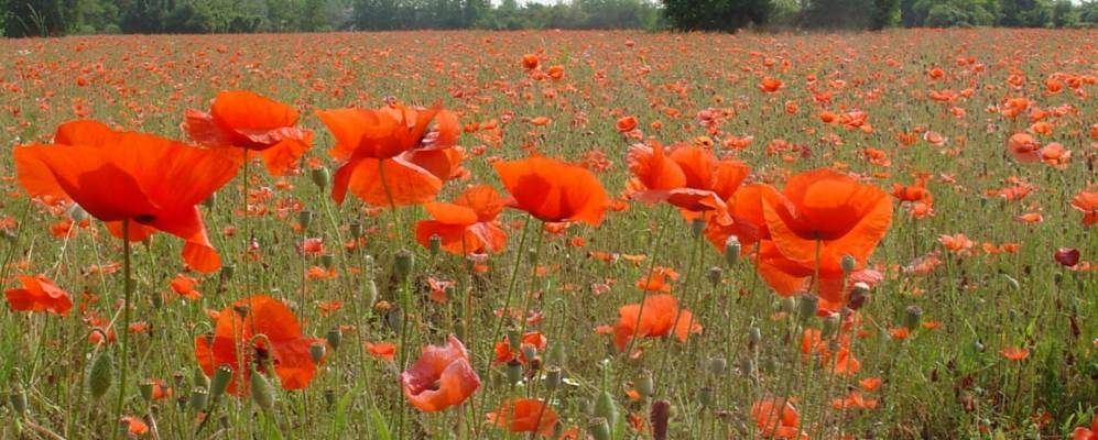 
            Фотография Вимодроне