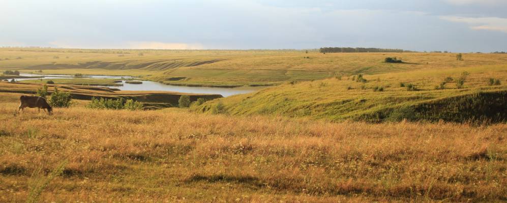 Фотография Лесных Крышек