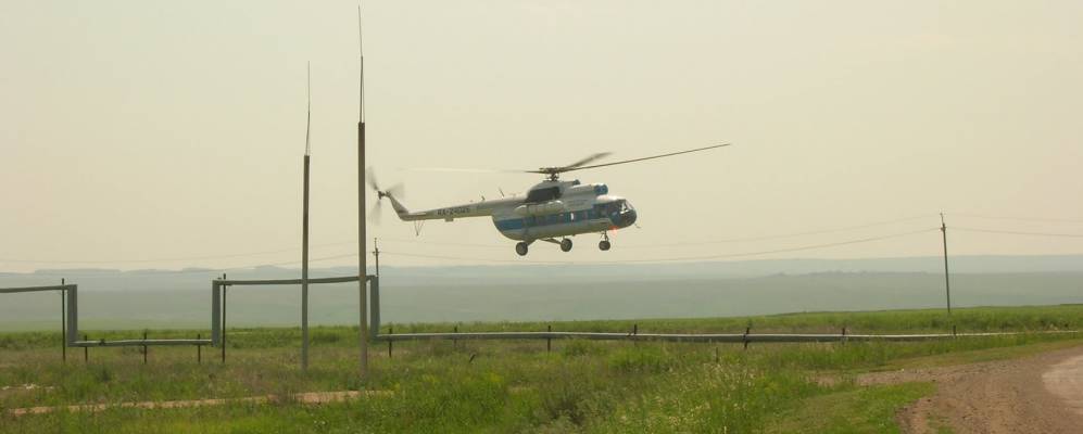 
            Фотография Тюльпана