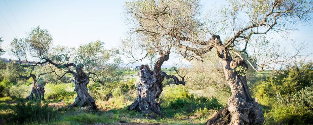 
            Фотография Траигеры