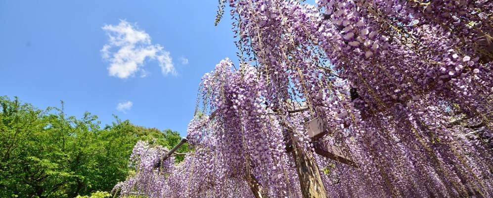 
            Фотография Кисай