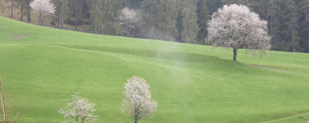 
            Фотография Брие