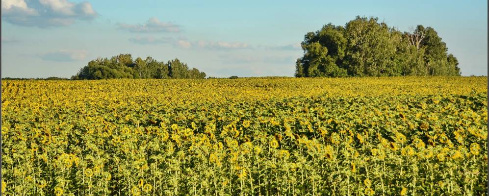 
            Фотография Полевых Озерков