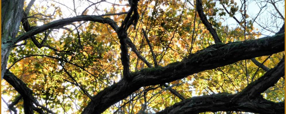 
            Фотография Амонебурга