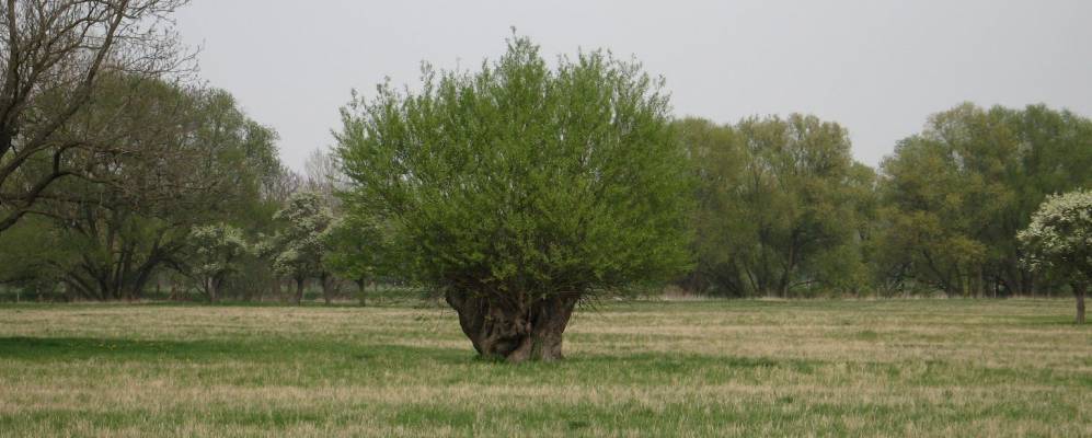 
            Фотография Лайсслинга