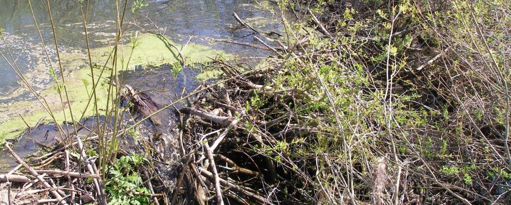 Фотография Смородиновки