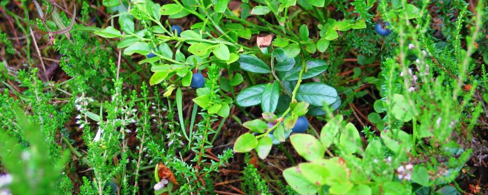 
            Фотография Лухтансельги