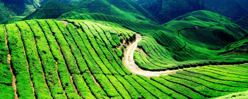 
            Фотография Камерон Хайдландса