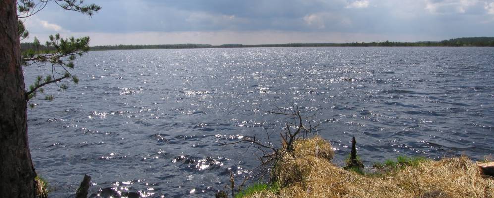 Фотография Берёзки