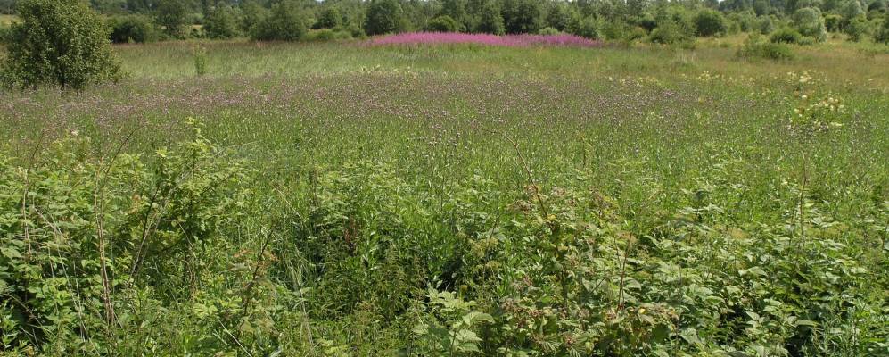 
            Фотография Подберезья