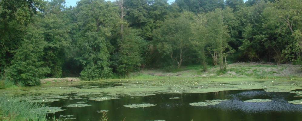 Фотография Мистлей